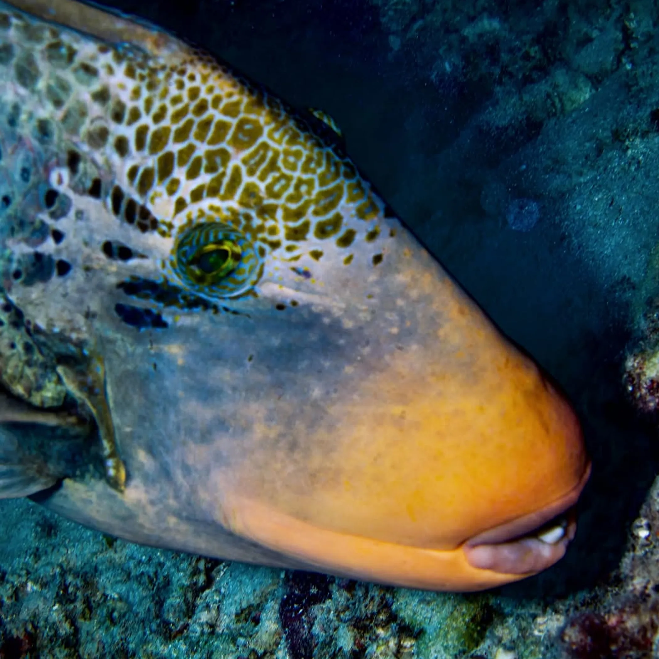 marine life photograph