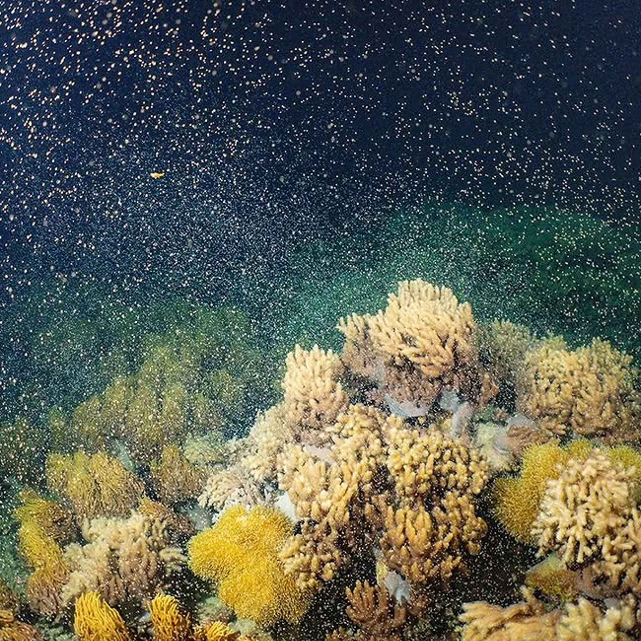 great barrier reef coral spawning