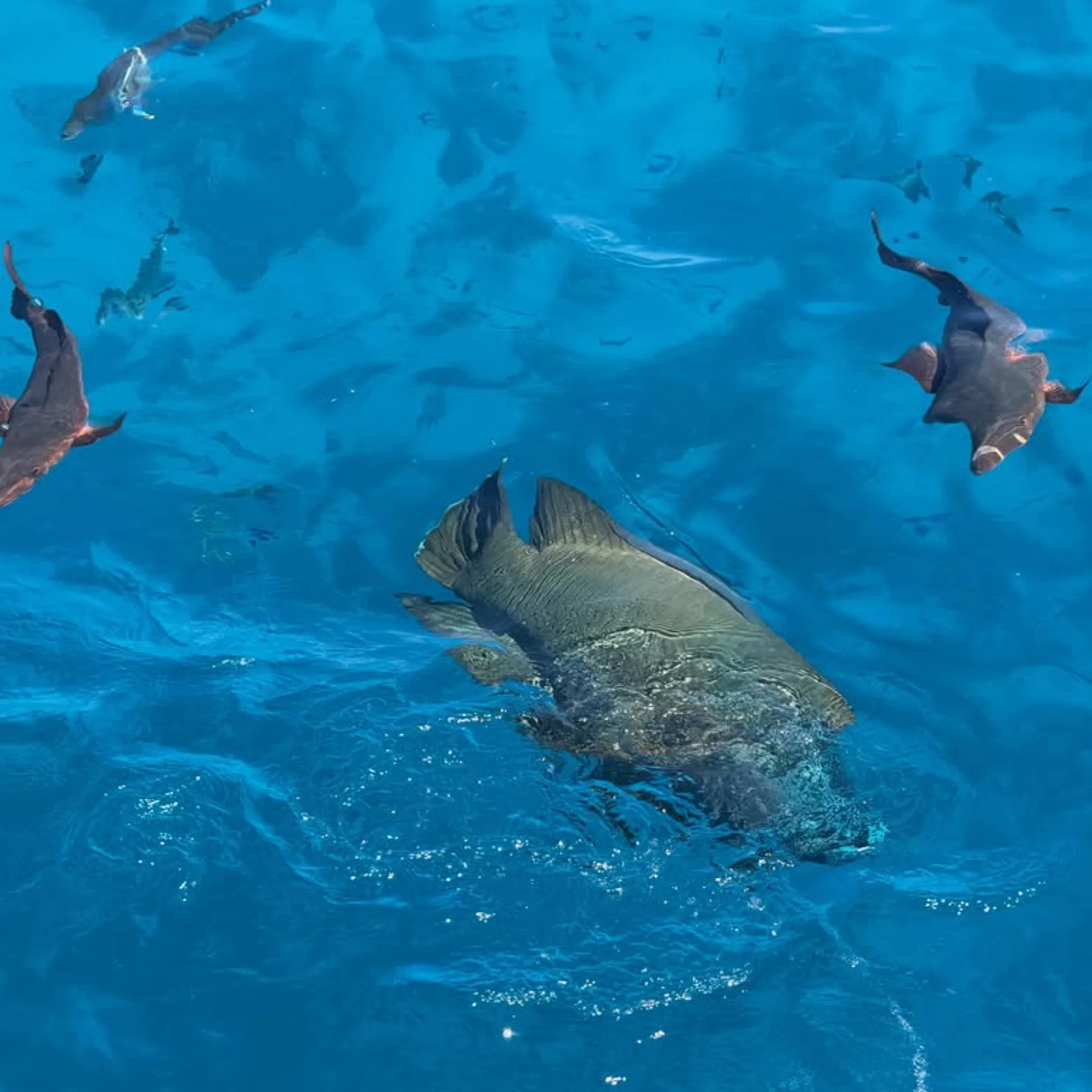 great barrier reef marine life